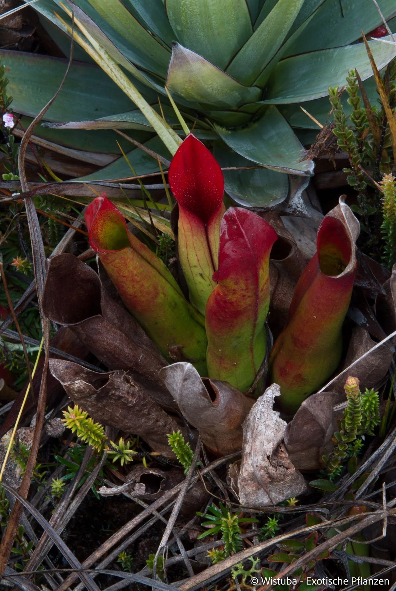 Heliamphora sarracenioides (Ptari, Ven.) 大森食虫植物農園