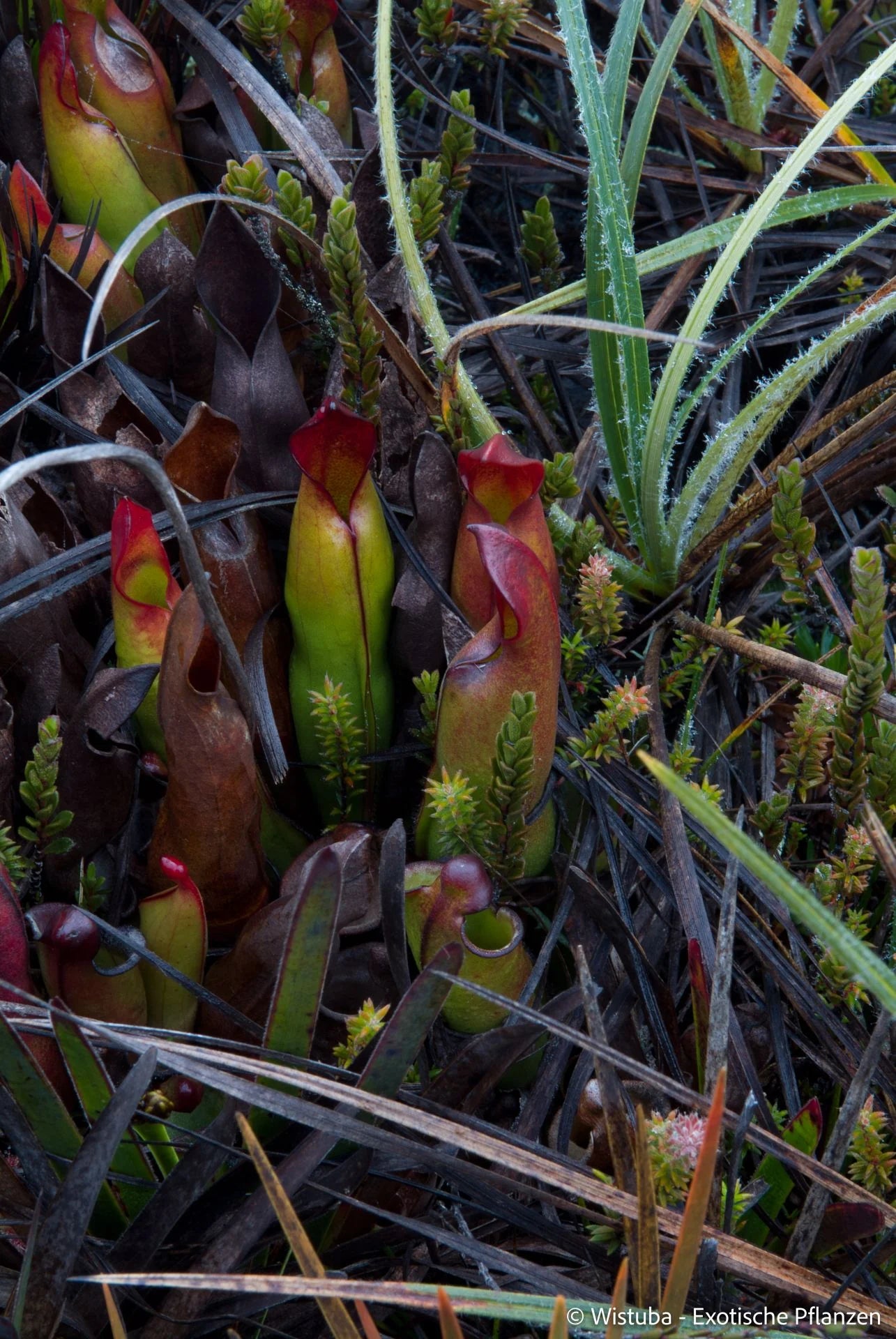 Heliamphora sarracenioides (Ptari, Ven.) 大森食虫植物農園