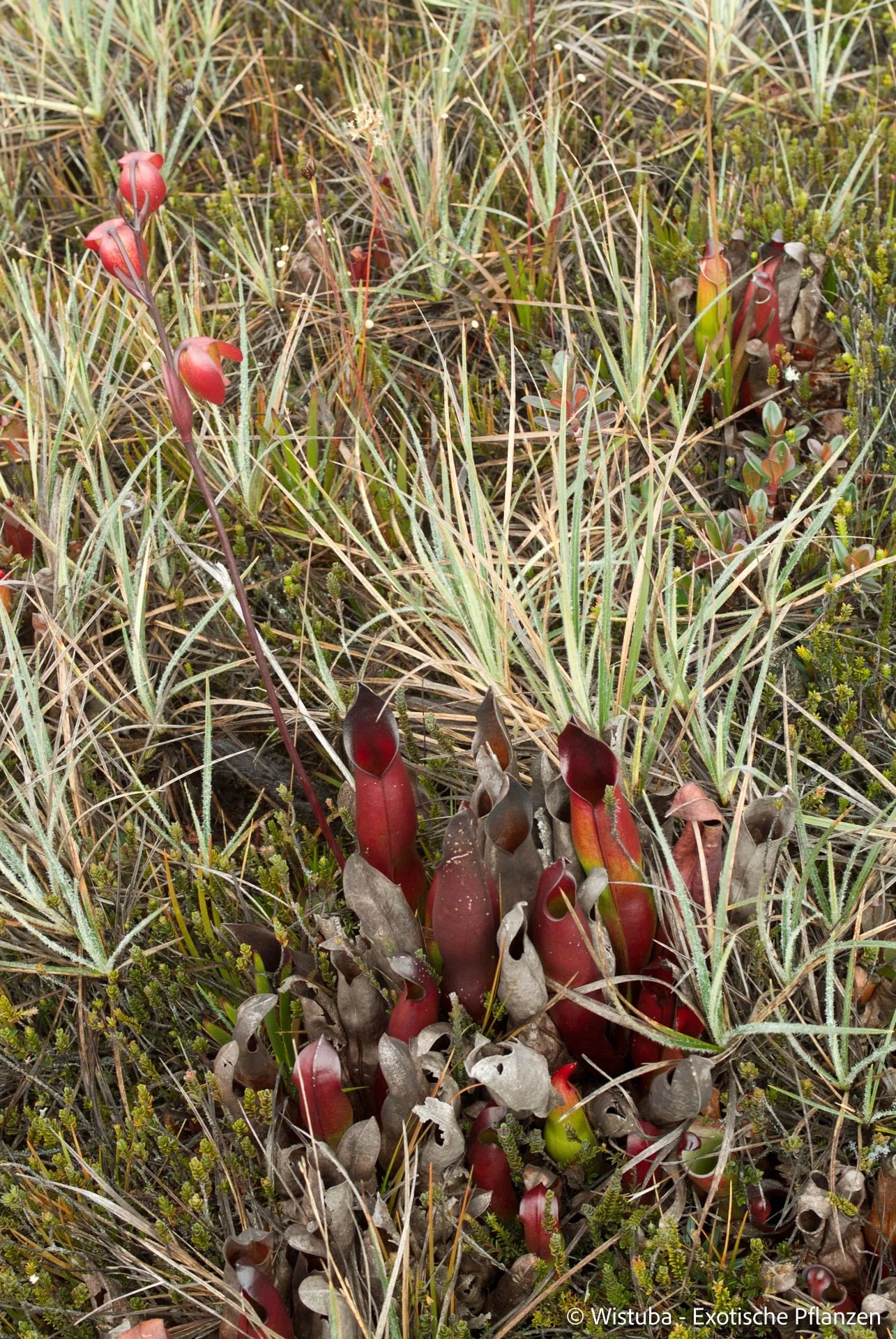 Heliamphora sarracenioides (Ptari, Ven.) 大森食虫植物農園