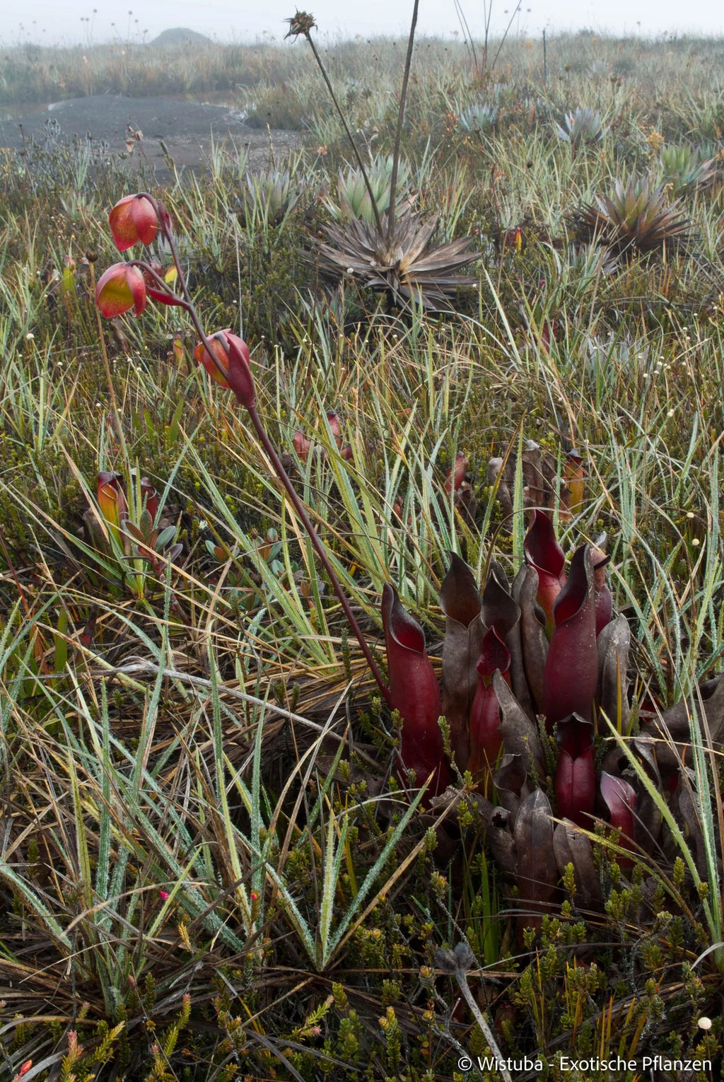 Heliamphora sarracenioides (Ptari, Ven.) 大森食虫植物農園
