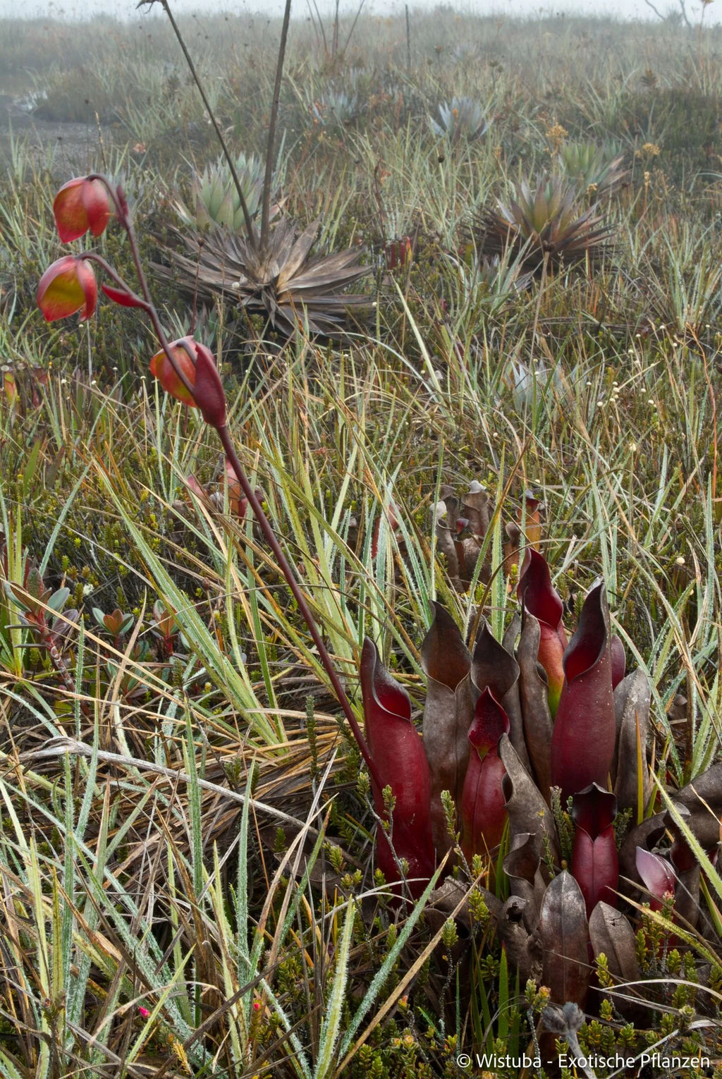 Heliamphora sarracenioides (Ptari, Ven.) 大森食虫植物農園