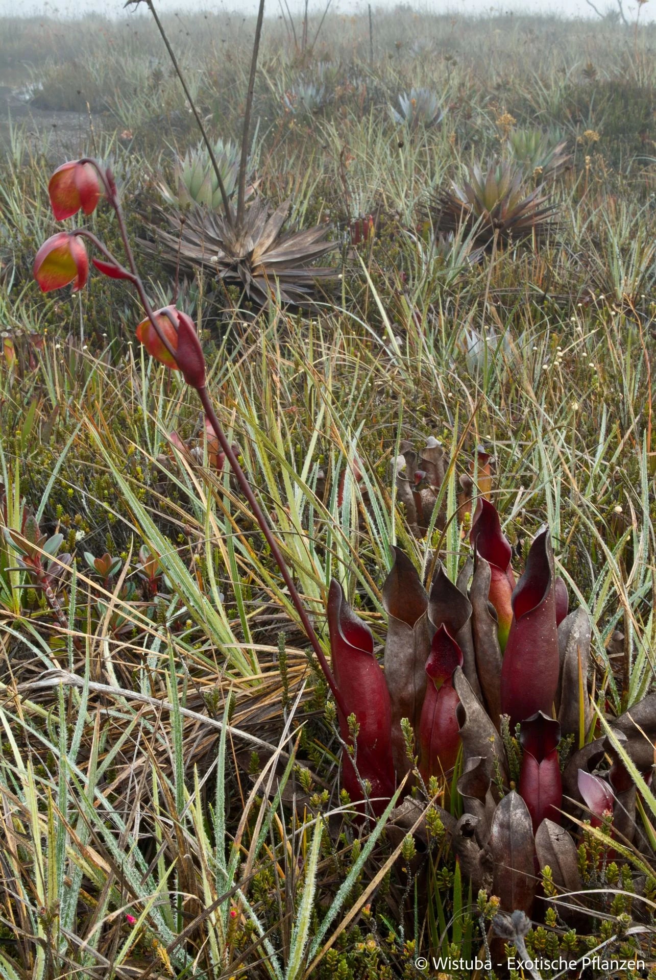 Heliamphora sarracenioides (Ptari, Ven.) 大森食虫植物農園