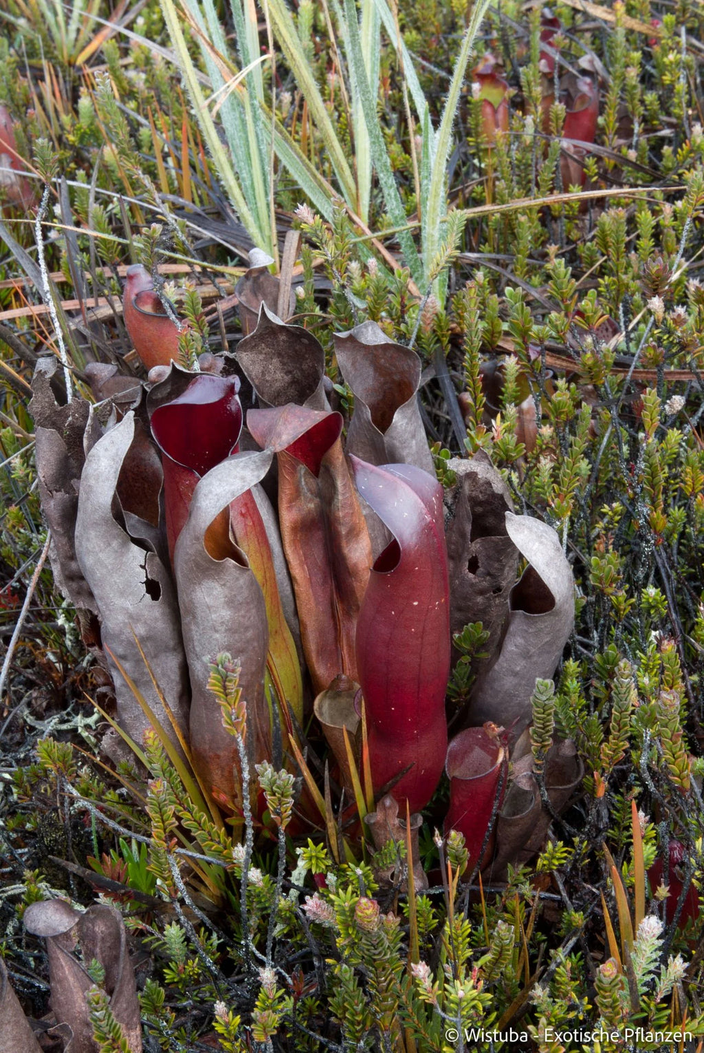 Heliamphora sarracenioides (Ptari, Ven.) 大森食虫植物農園