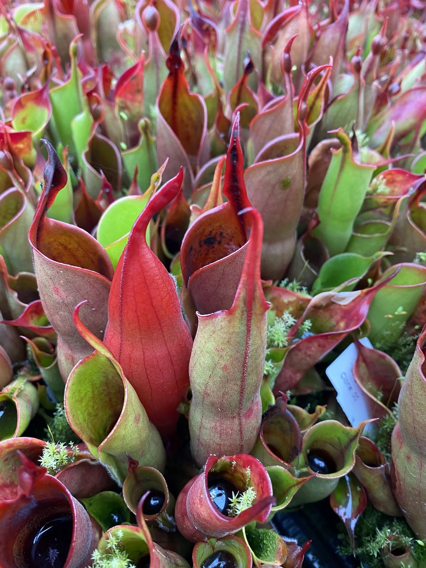 Heliamphora sarracenioides x minor Burgundy black 大森食虫植物農園