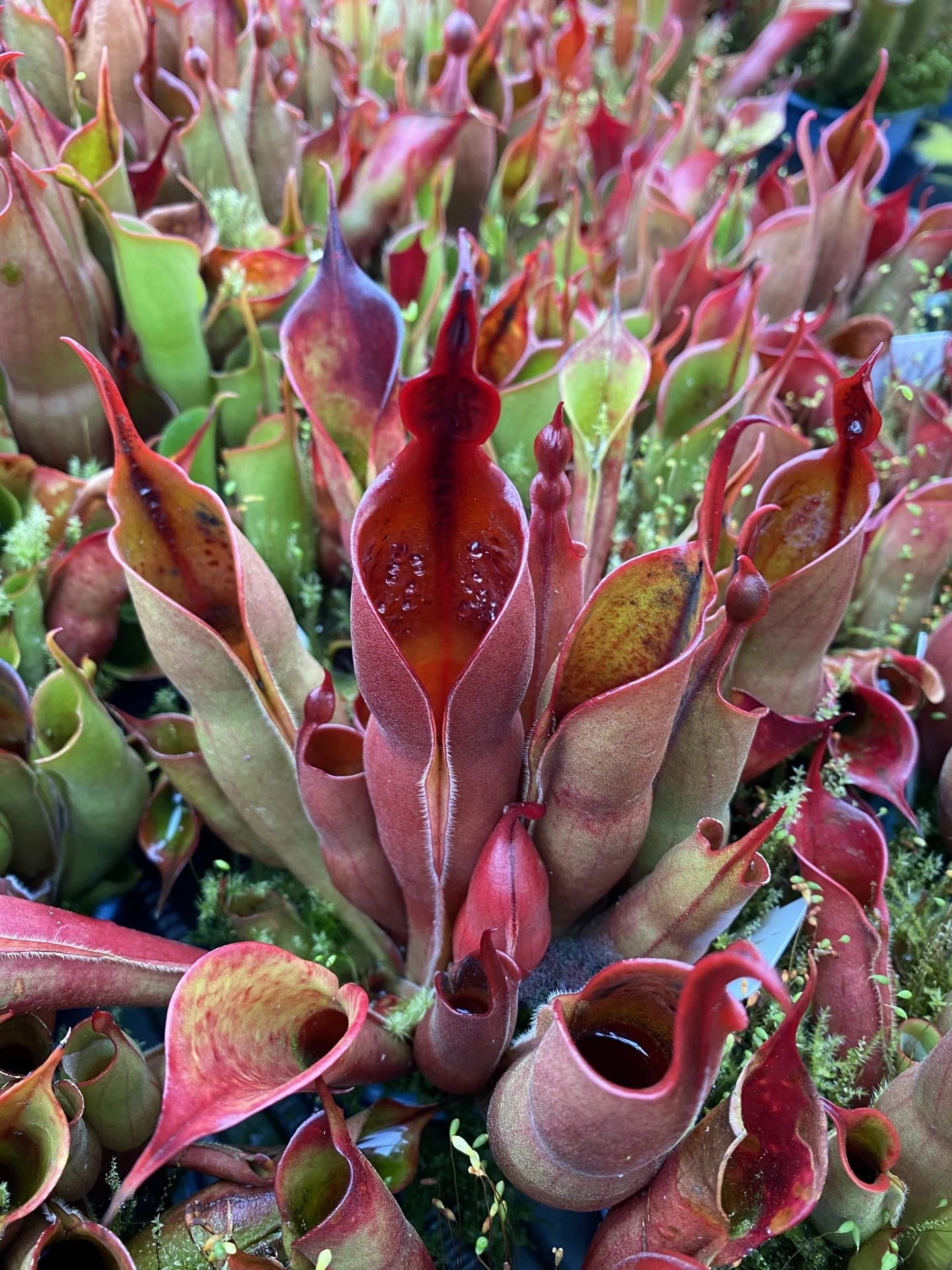 Heliamphora sarracenioides x minor Burgundy black 大森食虫植物農園