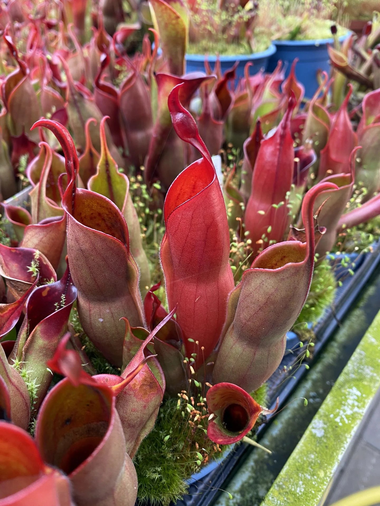 Heliamphora sarracenioides x minor Burgundy black 大森食虫植物農園