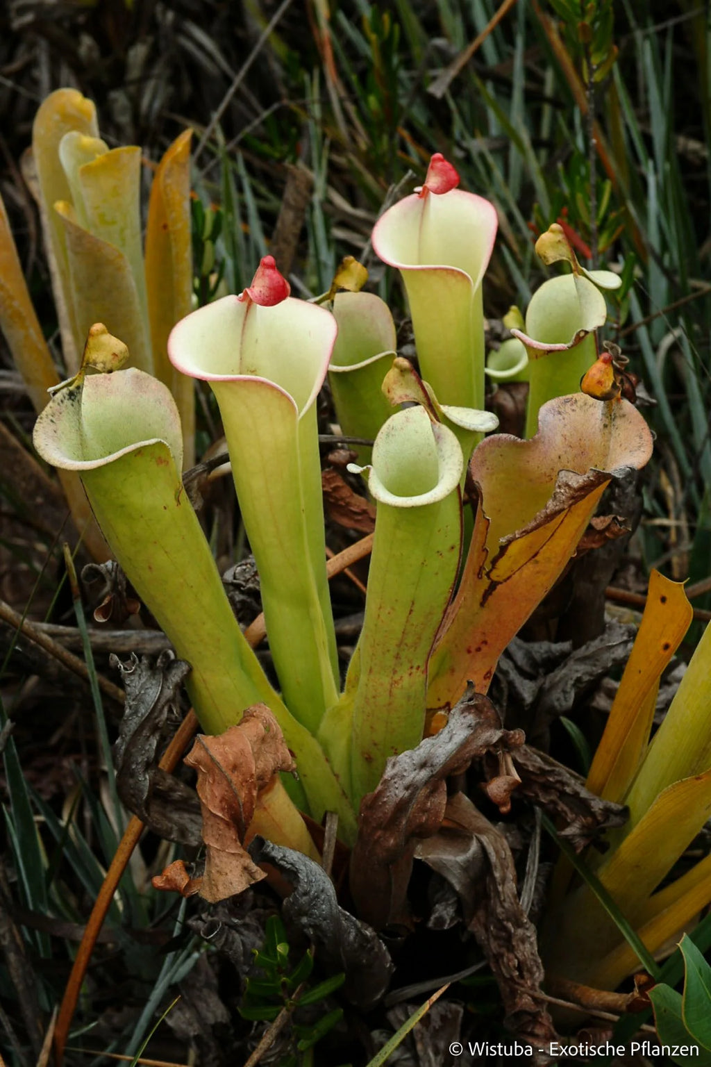 Heliamphora tatei  (Cerro Duida) 大森食虫植物農園