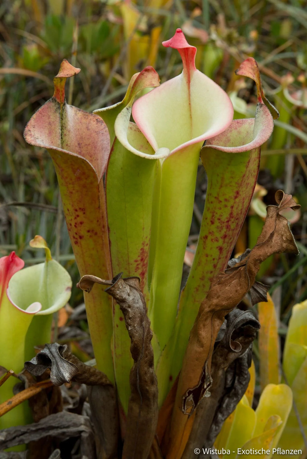 Heliamphora tatei  (Cerro Duida) 大森食虫植物農園