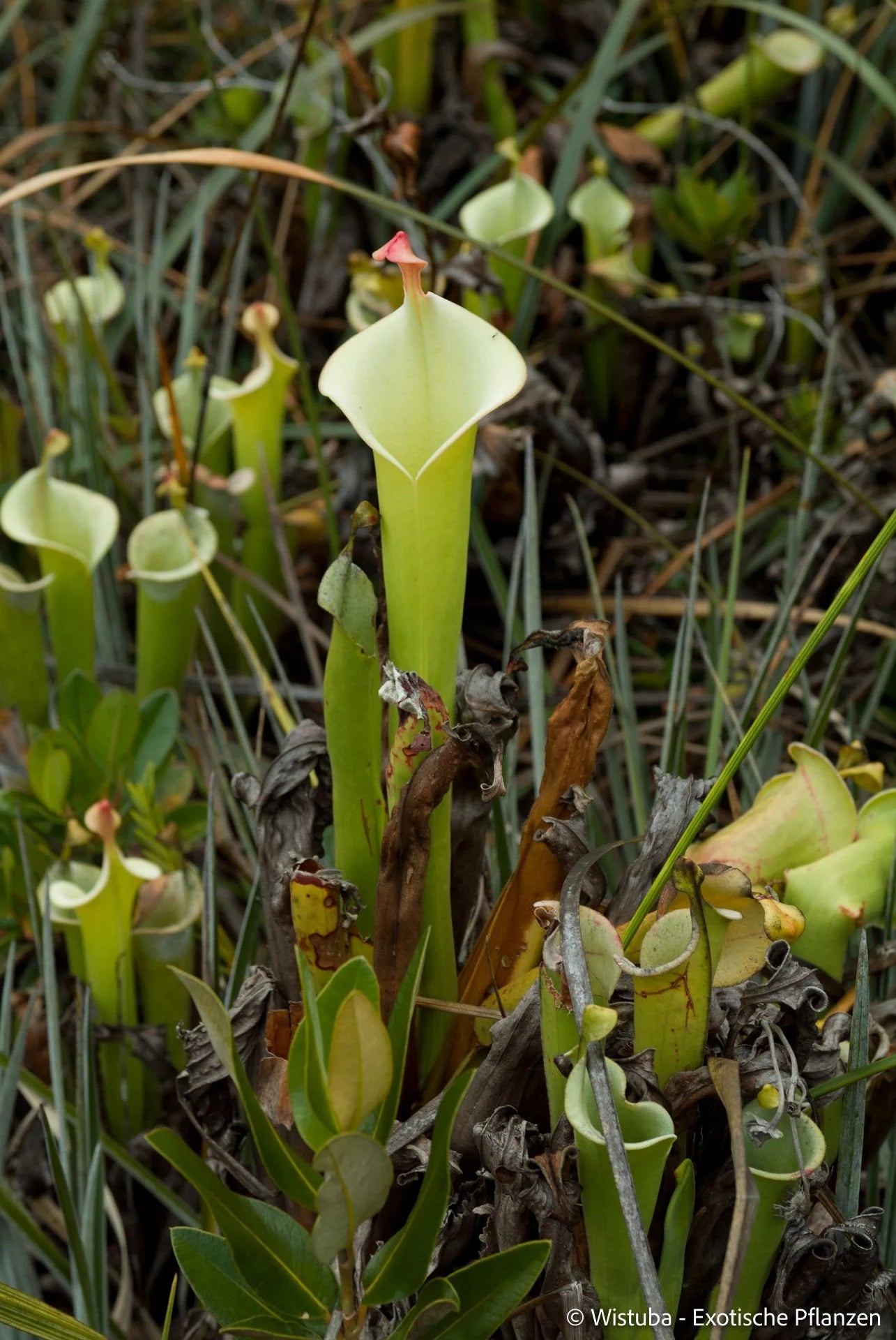 Heliamphora tatei  (Cerro Duida) 大森食虫植物農園