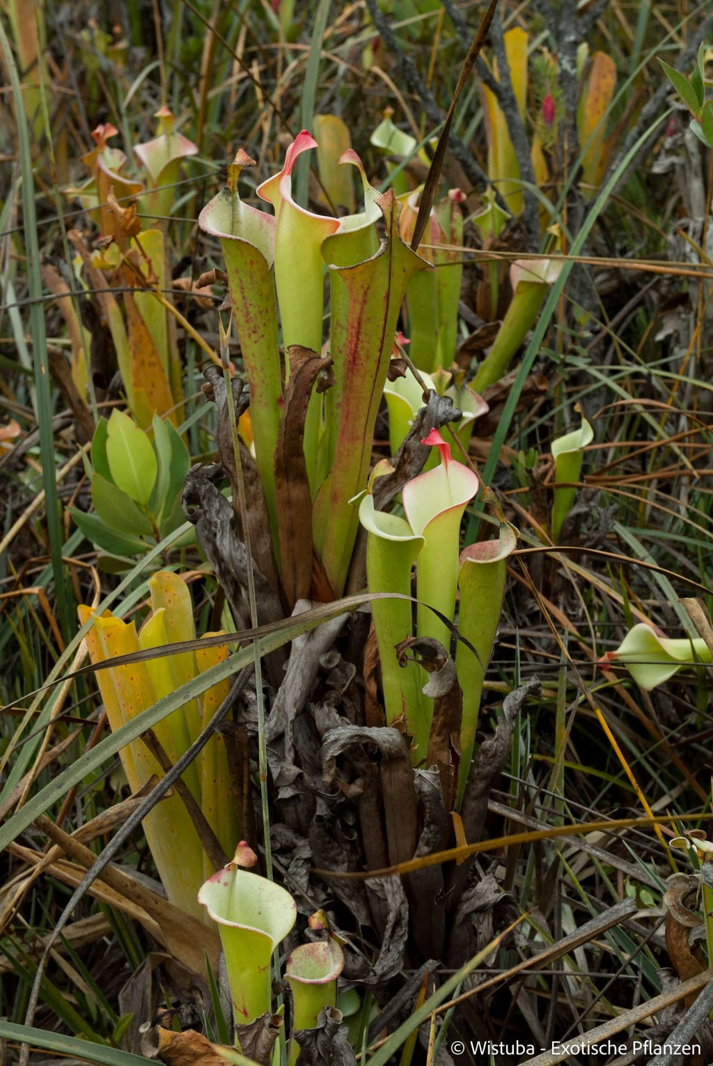 Heliamphora tatei  (Cerro Duida) 大森食虫植物農園