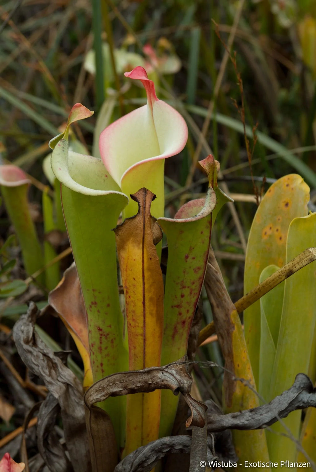 Heliamphora tatei  (Cerro Duida) 大森食虫植物農園