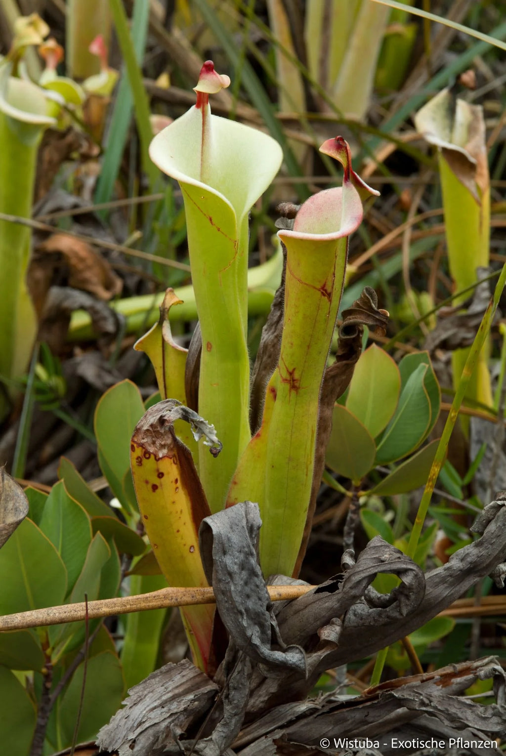 Heliamphora tatei  (Cerro Duida) 大森食虫植物農園