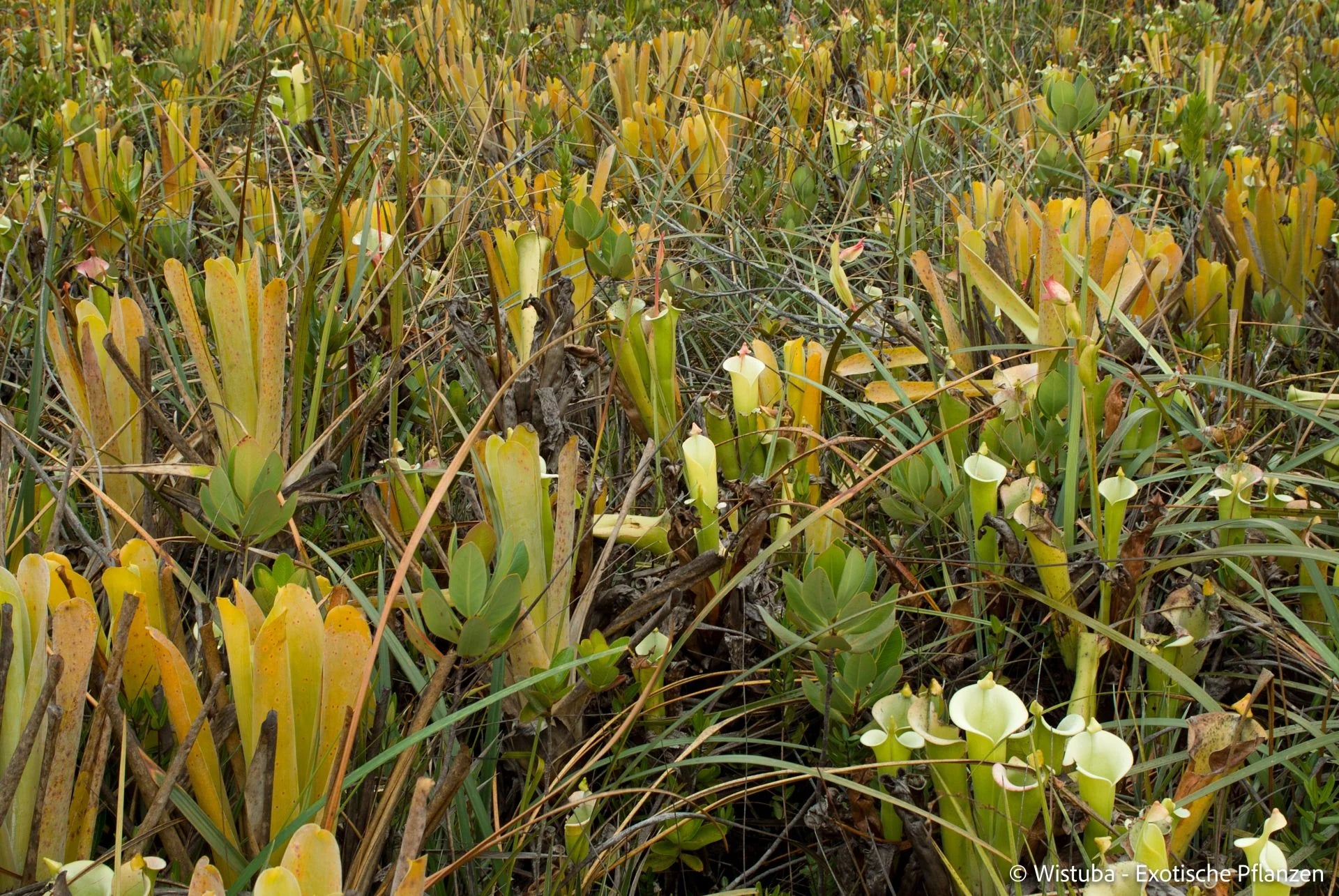 Heliamphora tatei  (Cerro Duida) 大森食虫植物農園