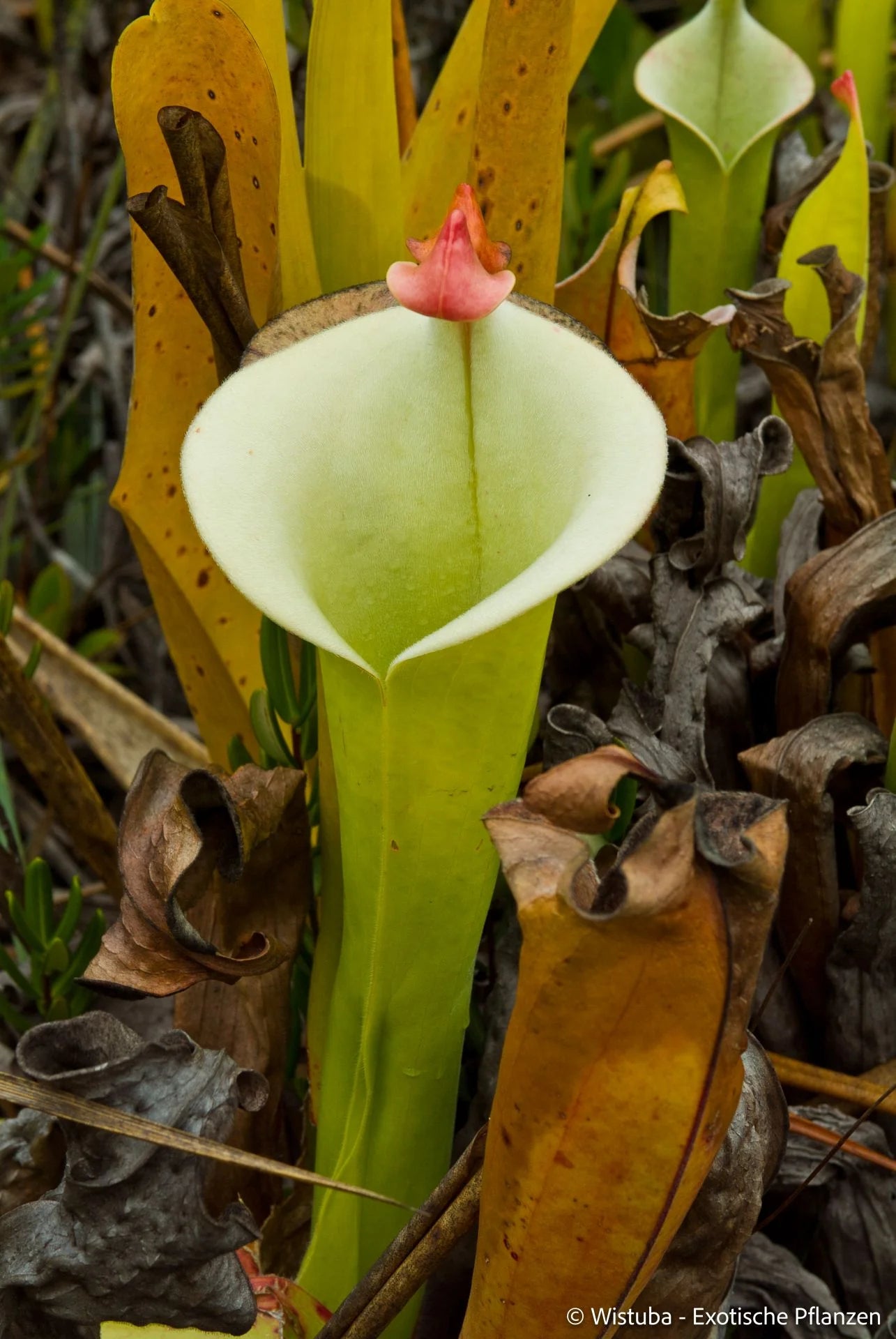 Heliamphora tatei  (Cerro Duida) 大森食虫植物農園