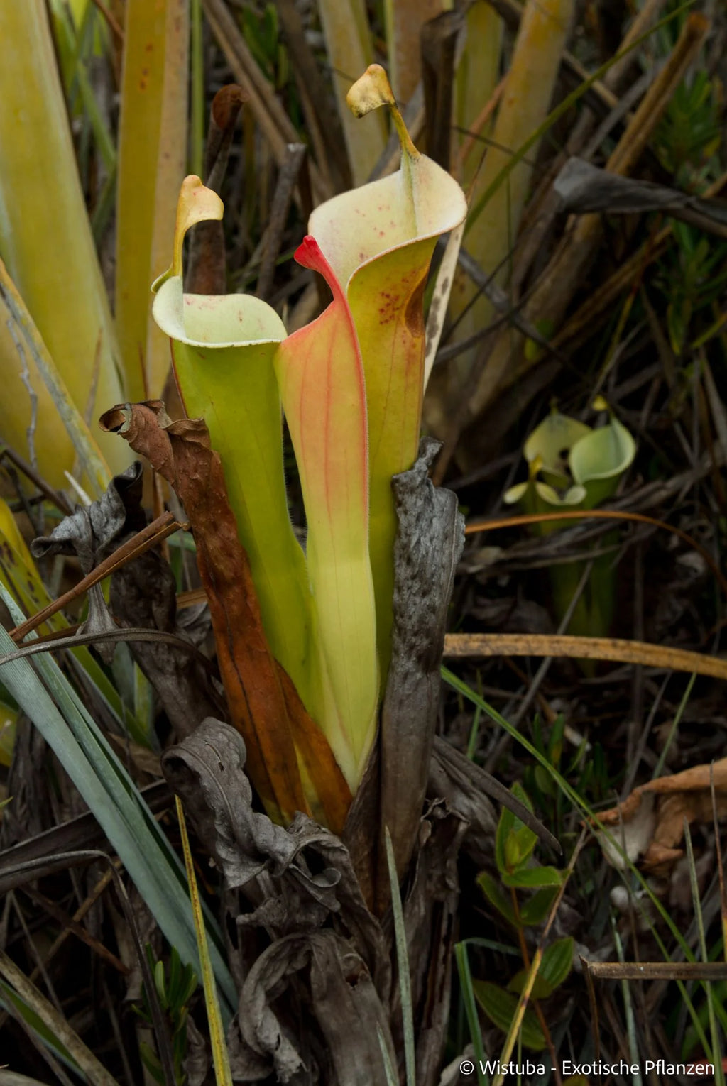 Heliamphora tatei  (Cerro Duida) 大森食虫植物農園