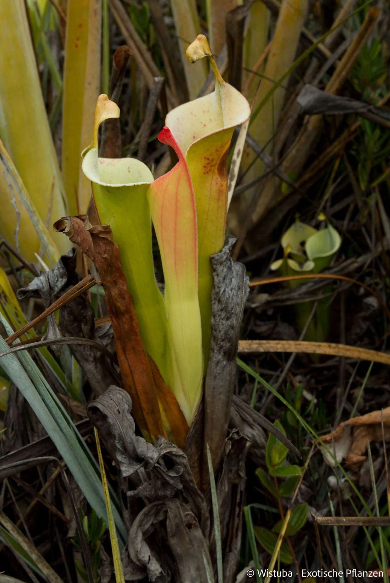 Heliamphora tatei  (Cerro Duida) 大森食虫植物農園