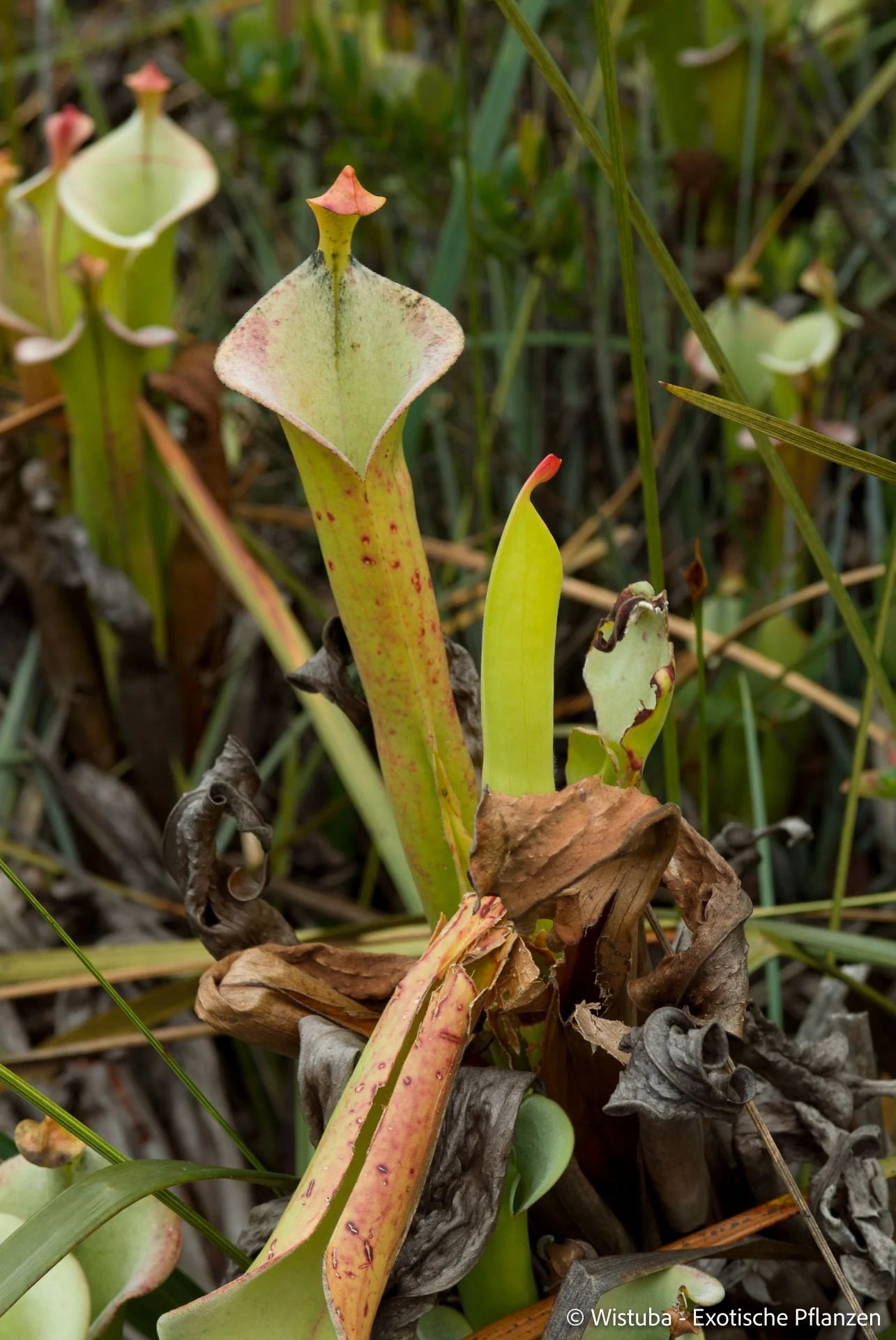 Heliamphora tatei  (Cerro Duida) 大森食虫植物農園