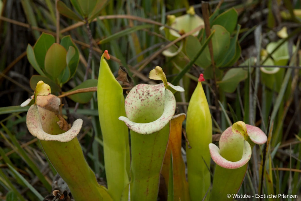 Heliamphora tatei  (Cerro Duida) 大森食虫植物農園