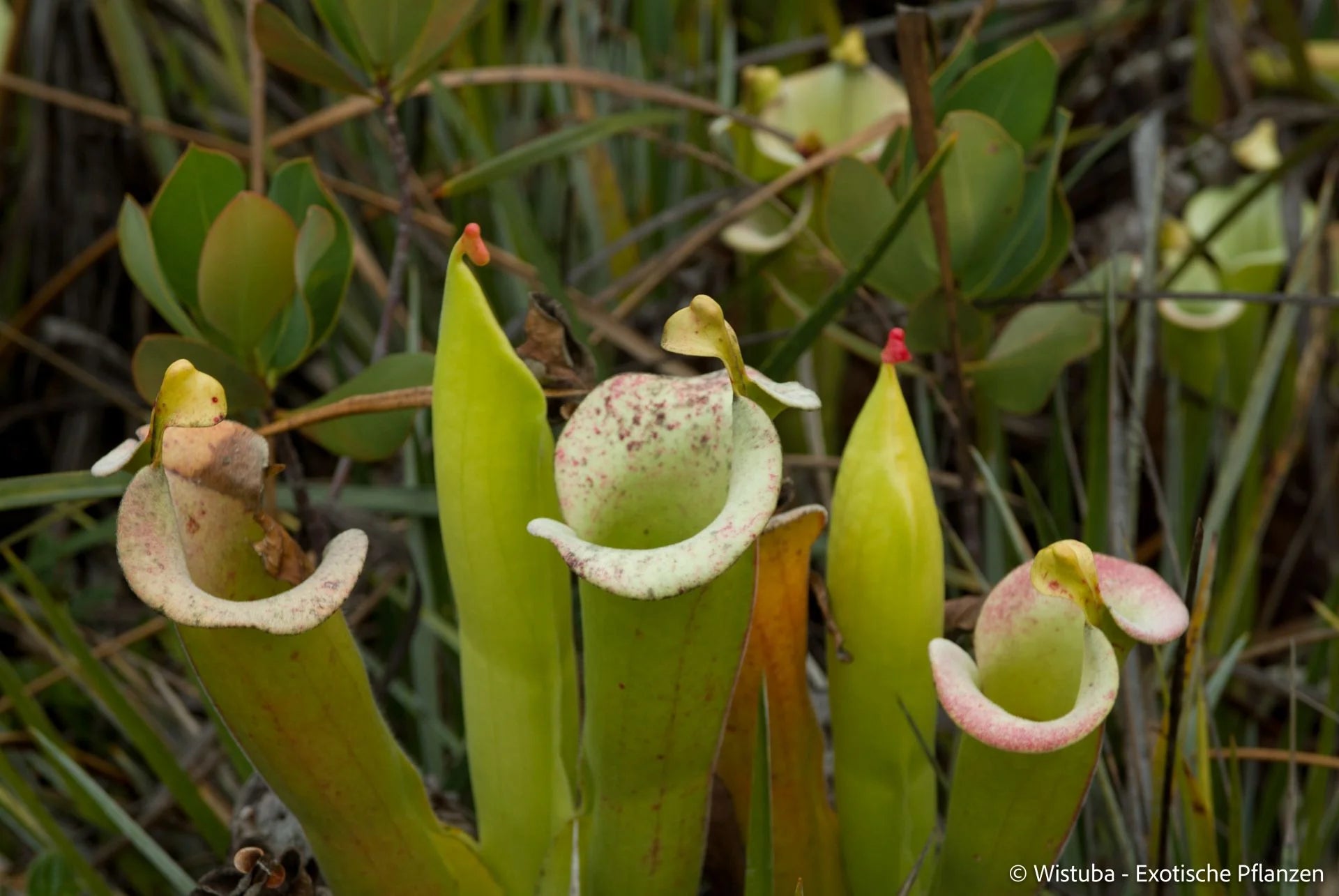 Heliamphora tatei  (Cerro Duida) 大森食虫植物農園