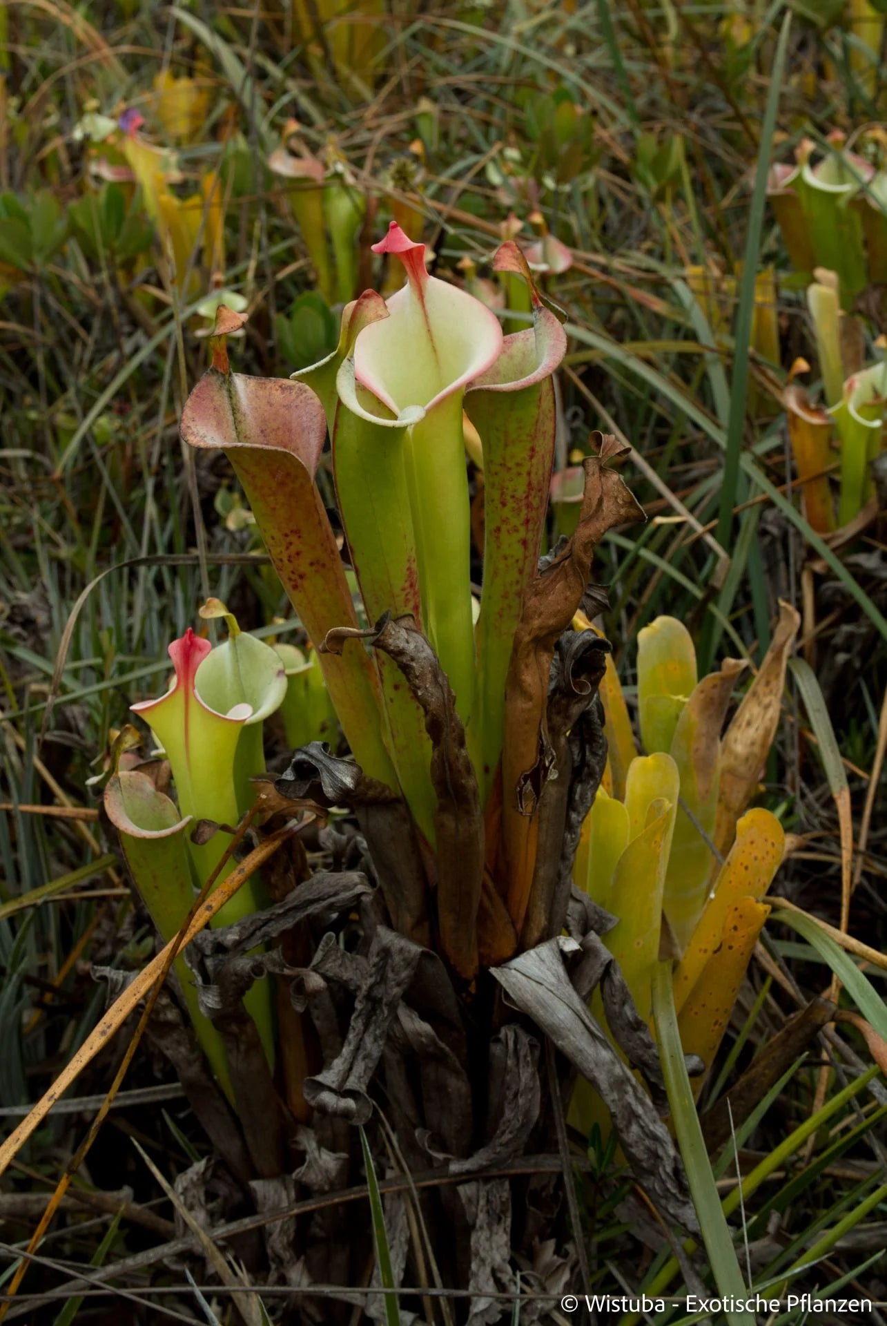 Heliamphora tatei  (Cerro Duida) 大森食虫植物農園