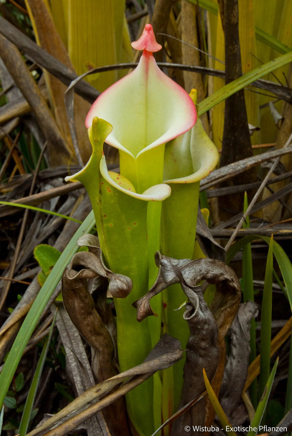 Heliamphora tatei  (Cerro Duida) 大森食虫植物農園