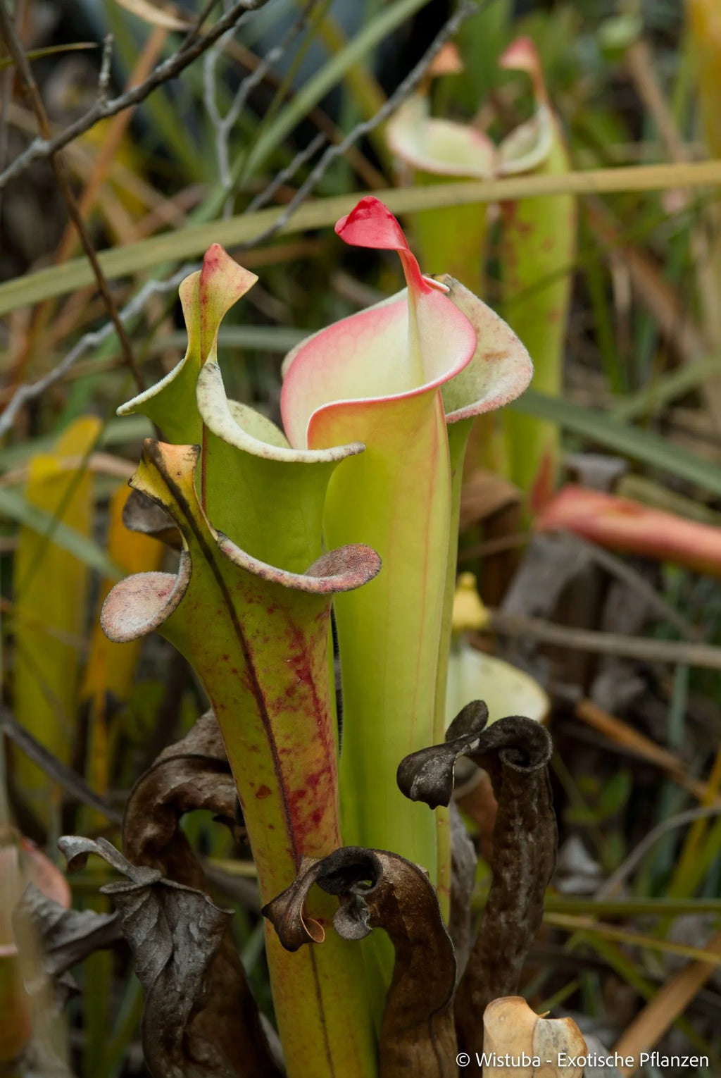 Heliamphora tatei  (Cerro Duida) 大森食虫植物農園