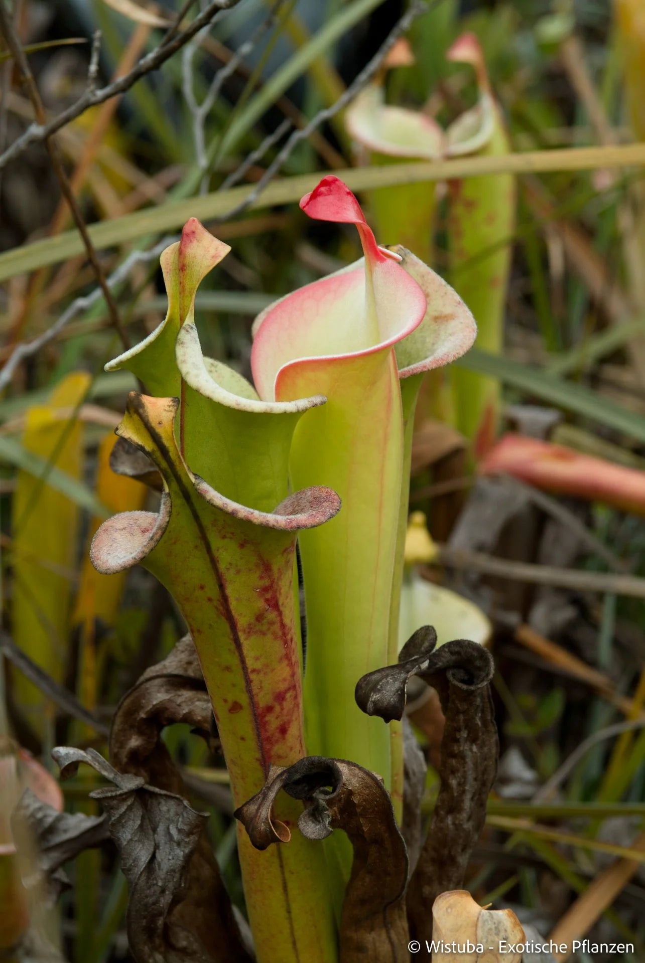 Heliamphora tatei  (Cerro Duida) 大森食虫植物農園