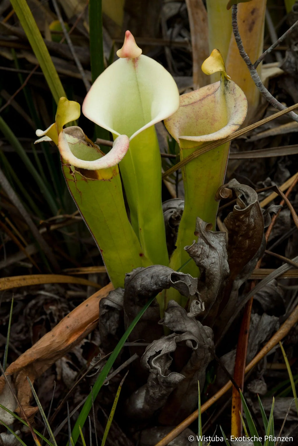 Heliamphora tatei  (Cerro Duida) 大森食虫植物農園