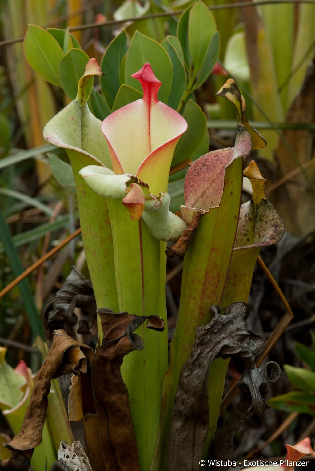 Heliamphora tatei  (Cerro Duida) 大森食虫植物農園