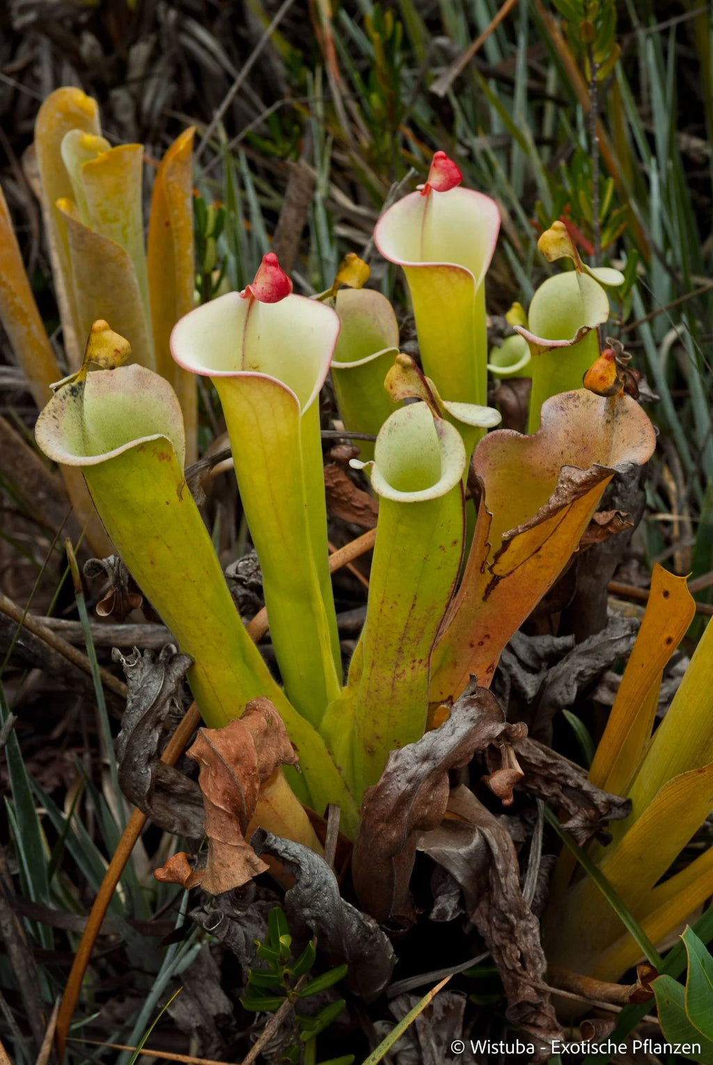 Heliamphora tatei  (Cerro Duida) 大森食虫植物農園