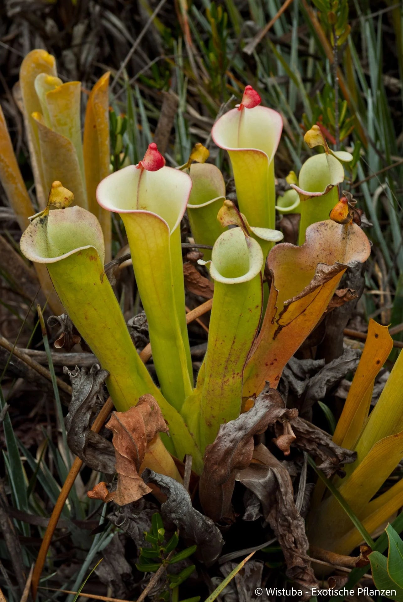 Heliamphora tatei  (Cerro Duida) 大森食虫植物農園