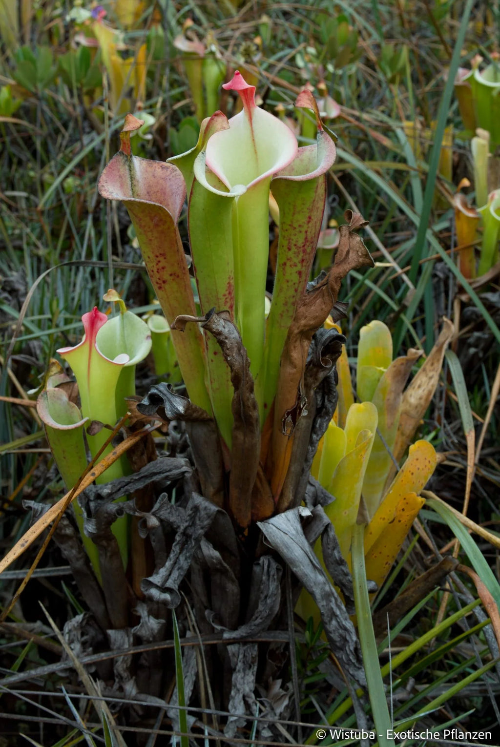 Heliamphora tatei  (Cerro Duida) 大森食虫植物農園