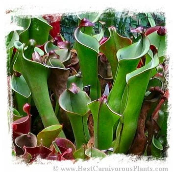 Heliamphora tatei var. tatei {Cerro Marahuaca, Venezuela} [BCP ID# H003] / 2株の苗, サイズ 3-8 cm 大森食虫植物農園