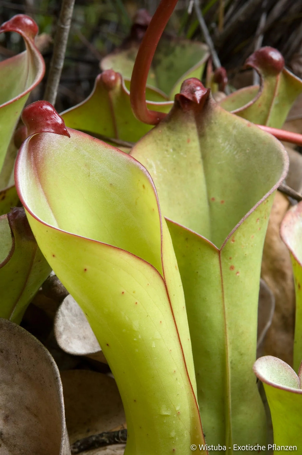 Heliamphora uncinata (Amuri Tepui) 大森食虫植物農園
