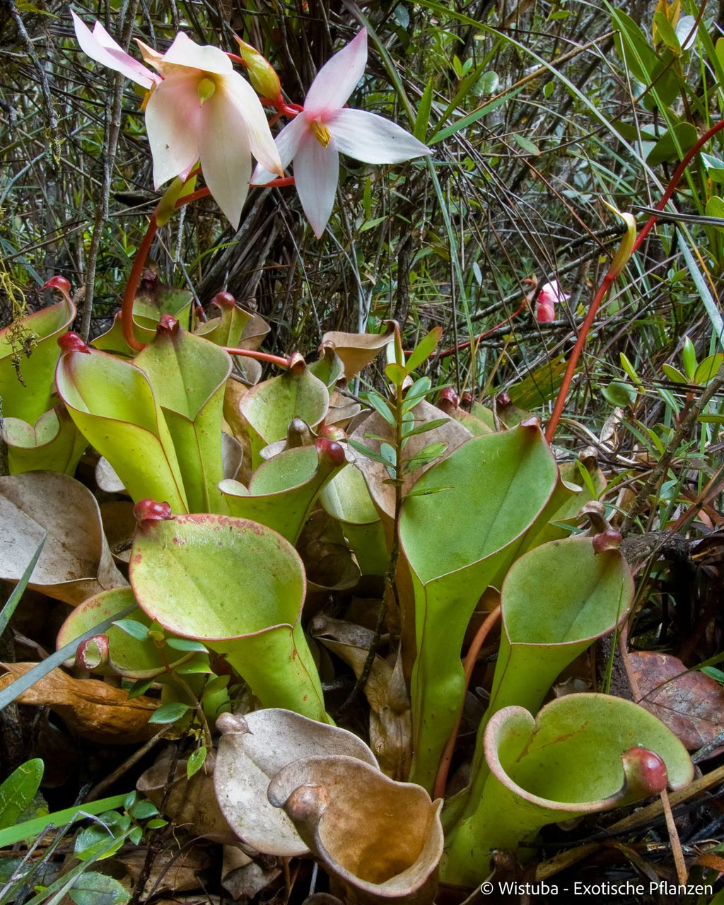 Heliamphora uncinata (Amuri Tepui) 大森食虫植物農園