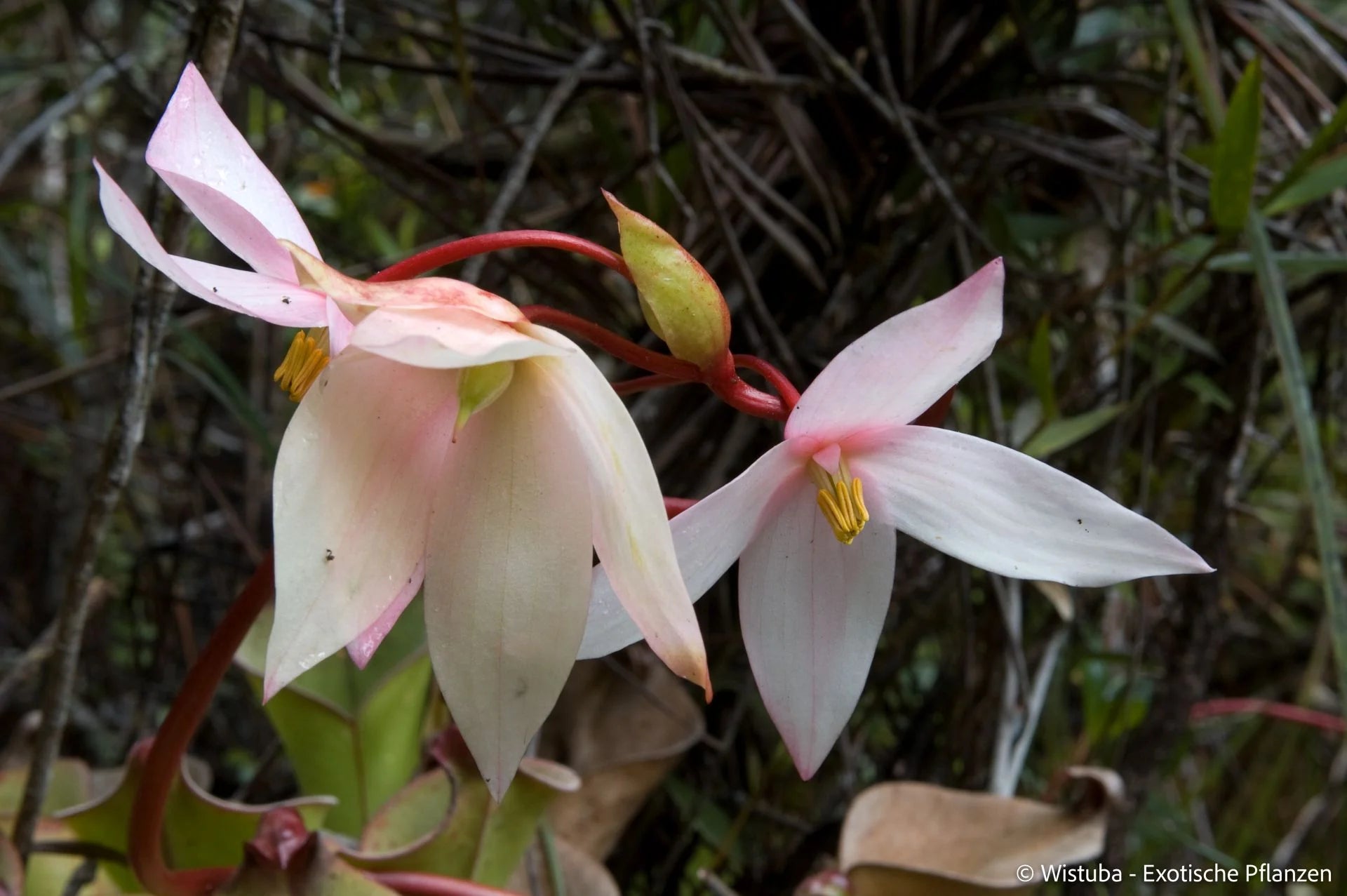Heliamphora uncinata (Amuri Tepui) 大森食虫植物農園