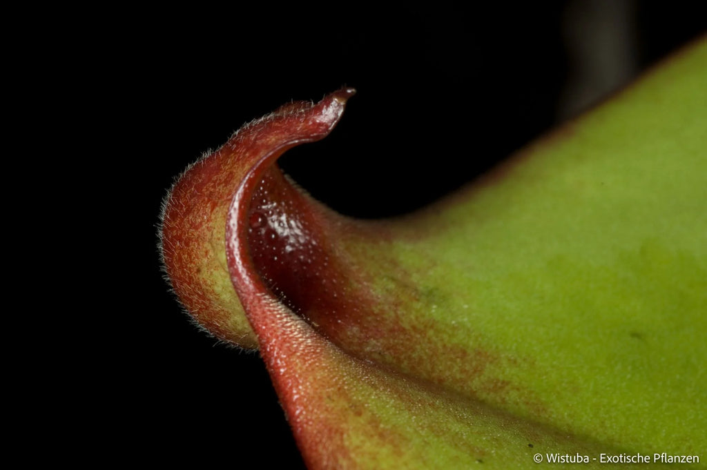 Heliamphora uncinata (Amuri Tepui) 大森食虫植物農園