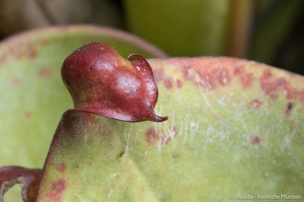 Heliamphora uncinata (Amuri Tepui) 大森食虫植物農園