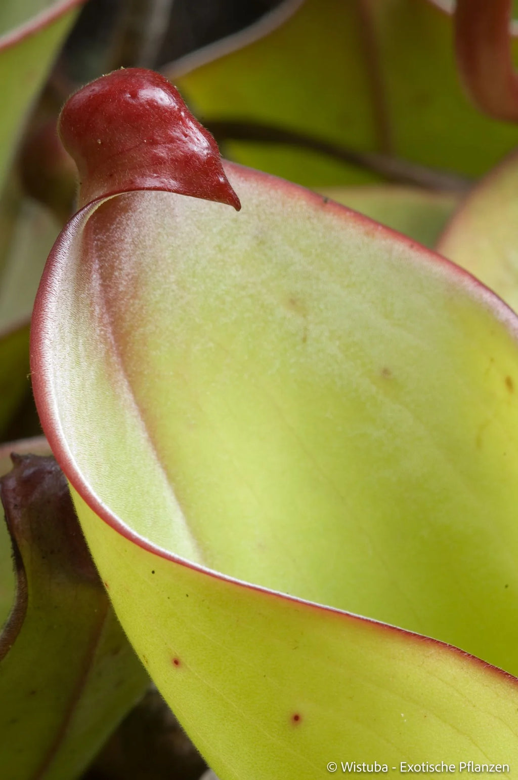 Heliamphora uncinata (Amuri Tepui) 大森食虫植物農園