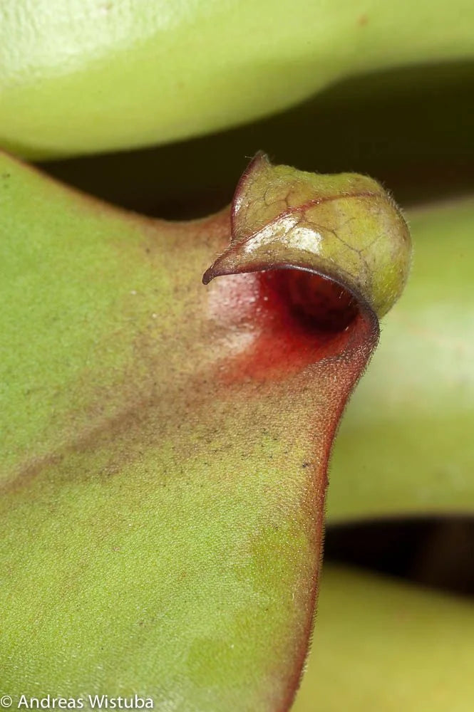 Heliamphora uncinata "Giant Clone" 大森食虫植物農園