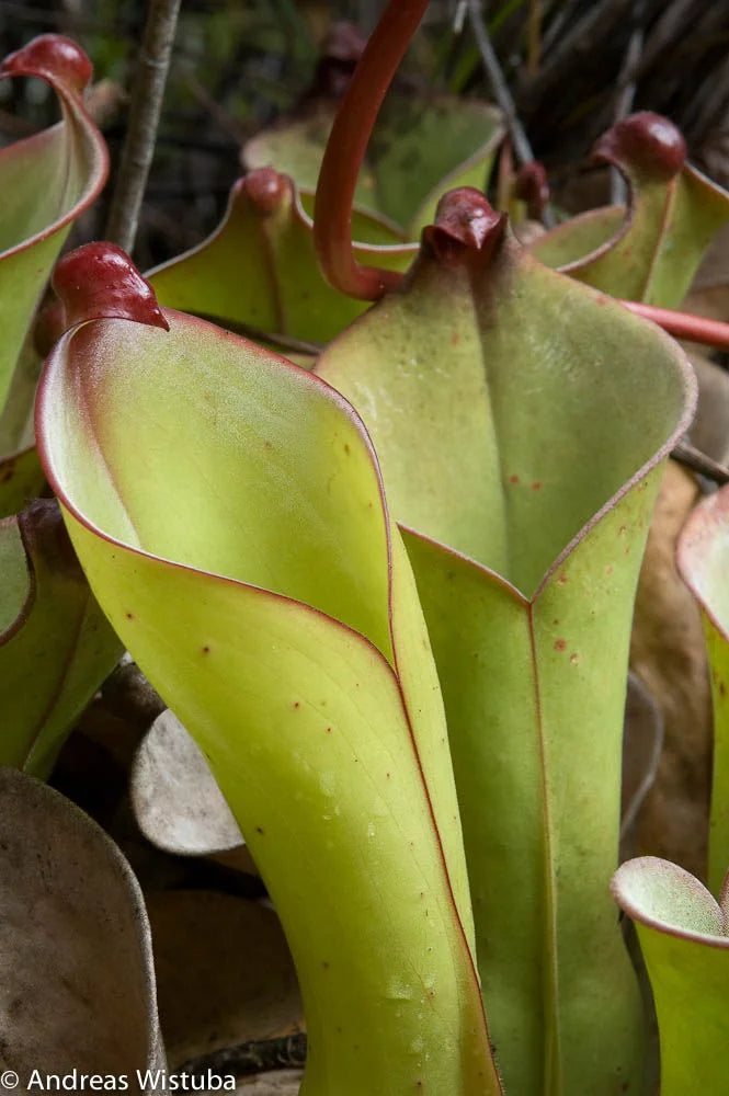 Heliamphora uncinata "Giant Clone" 大森食虫植物農園