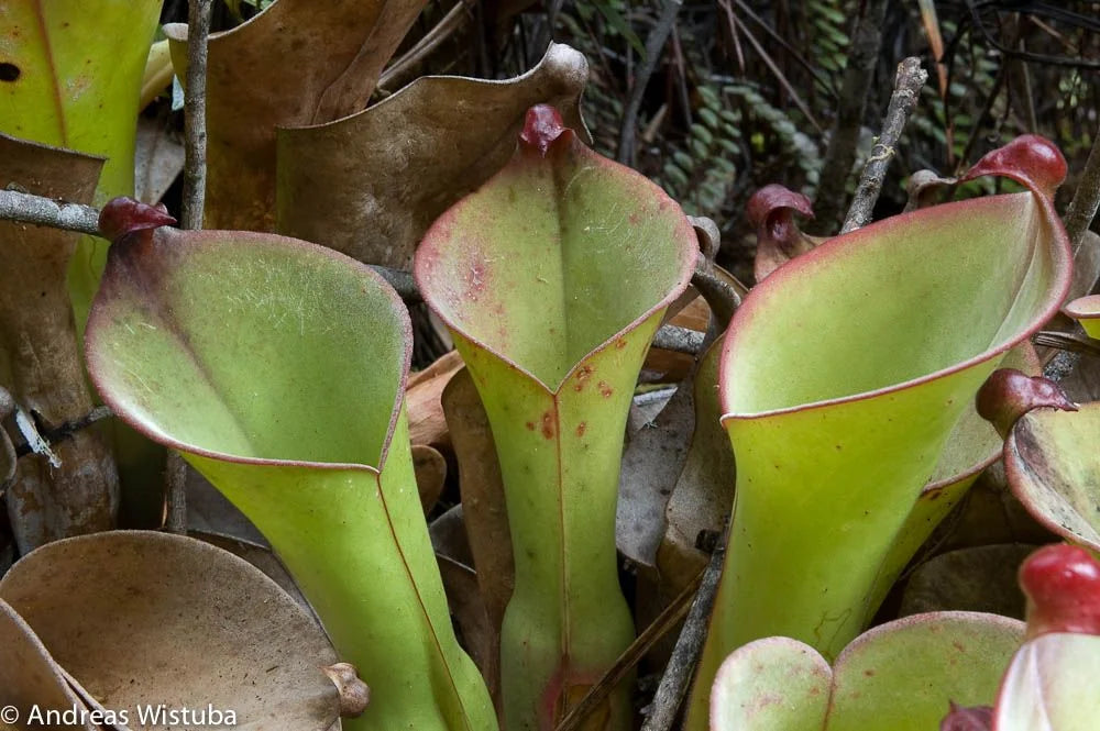 Heliamphora uncinata "Giant Clone" 大森食虫植物農園