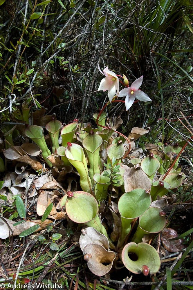 Heliamphora uncinata "Giant Clone" 大森食虫植物農園
