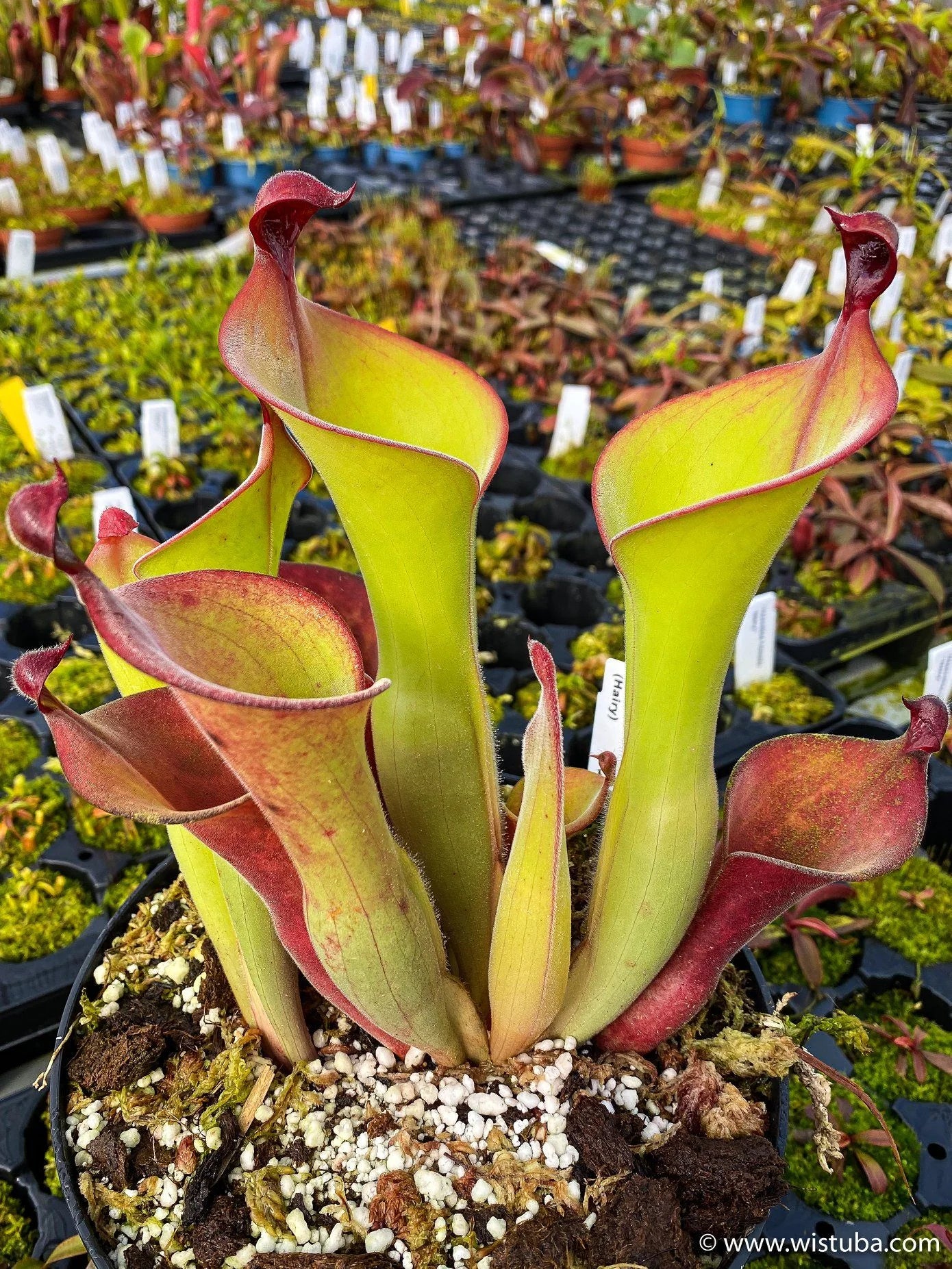 Heliamphora uncinata x parva (extremely hairy) 大森食虫植物農園