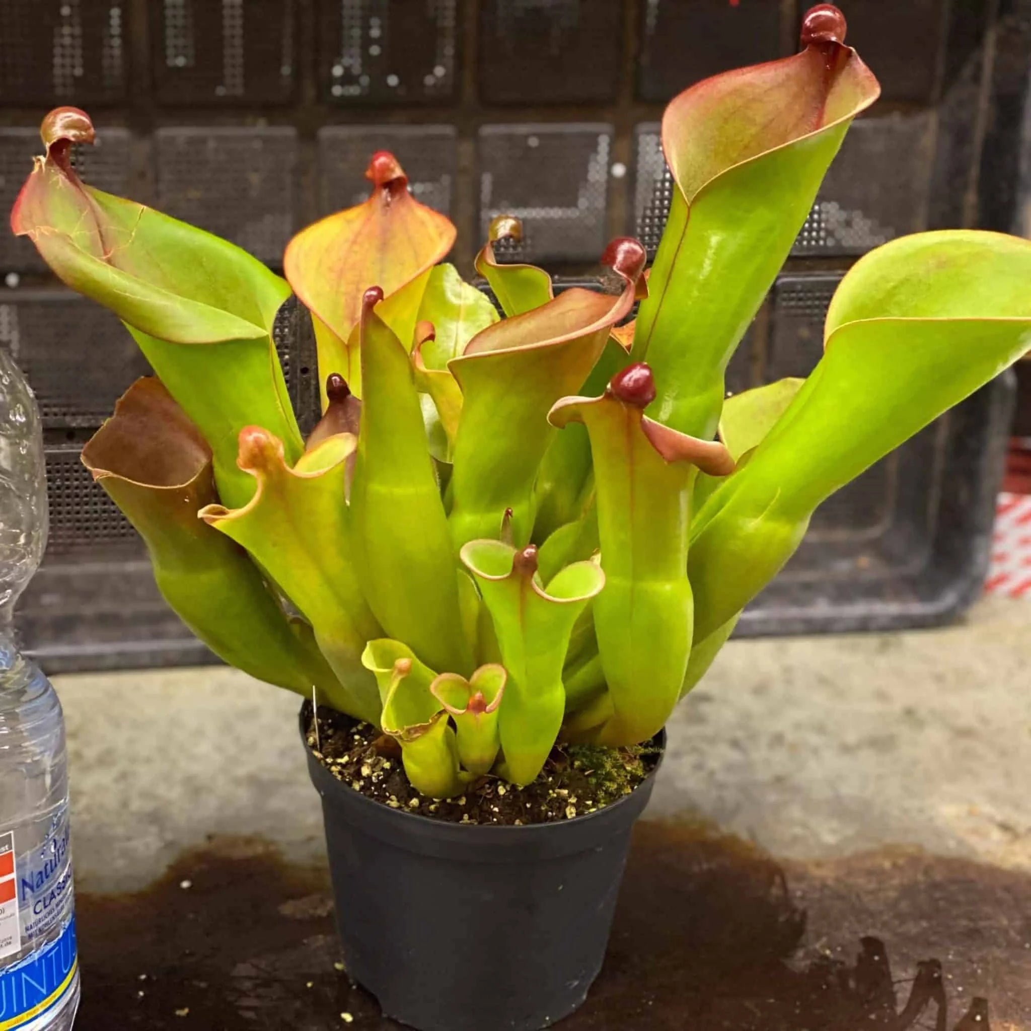 Heliamphora x Cyclops 大森食虫植物農園