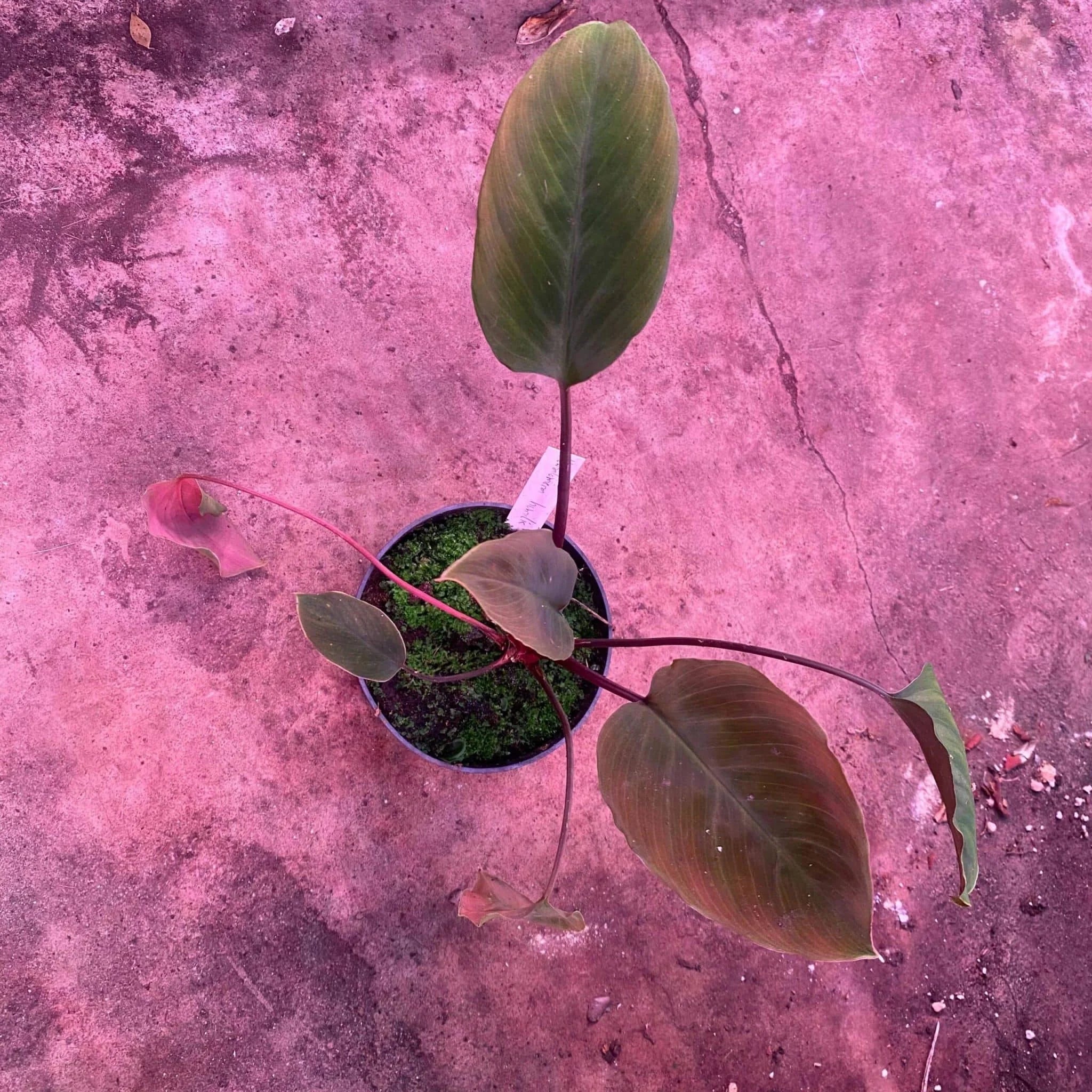 Homalomena humilis Red Leaf 大森食虫植物農園