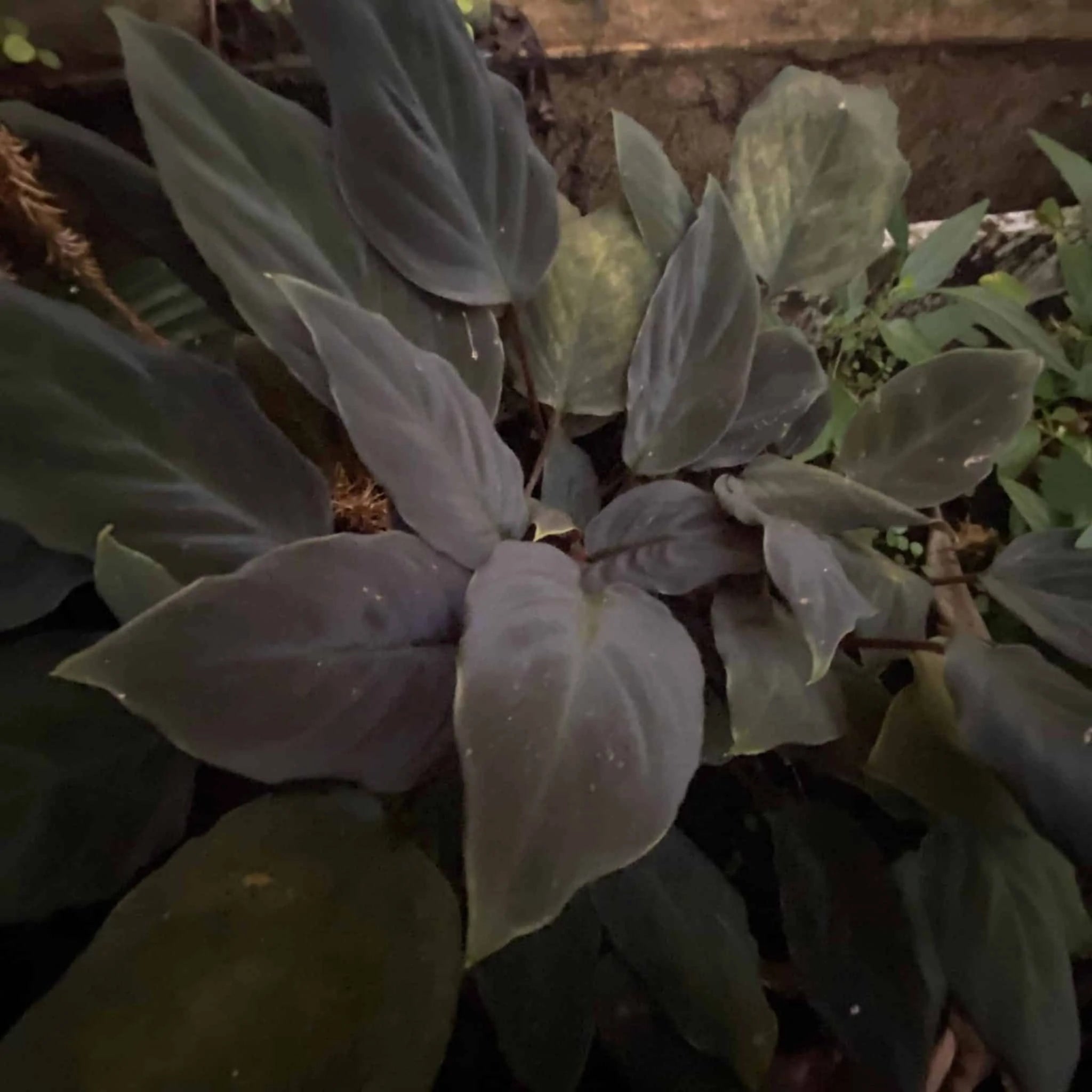 Homalomena humilis Red Leaf 大森食虫植物農園