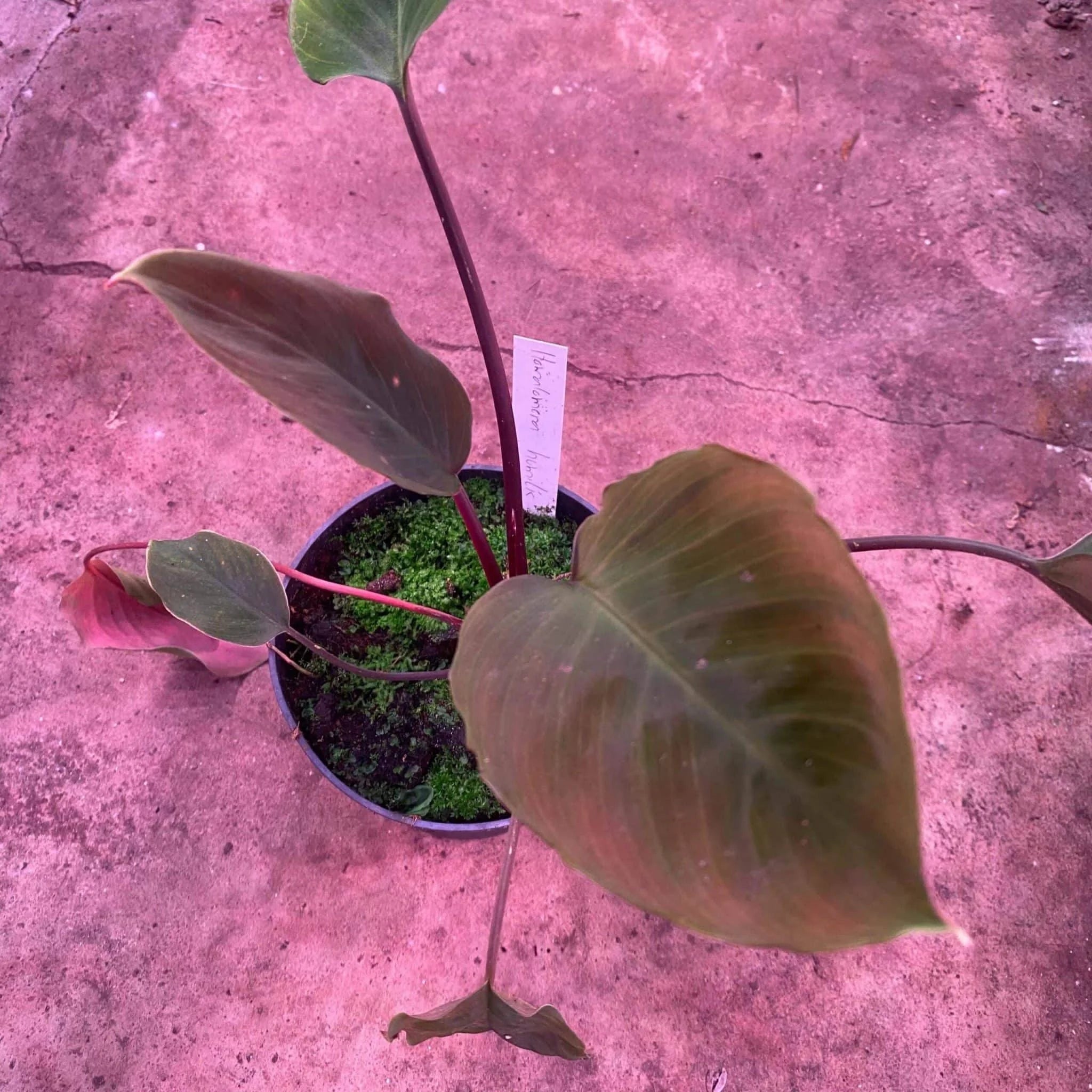 Homalomena humilis Red Leaf 大森食虫植物農園