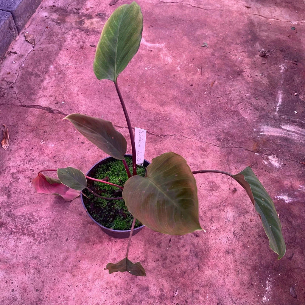 Homalomena humilis Red Leaf 大森食虫植物農園