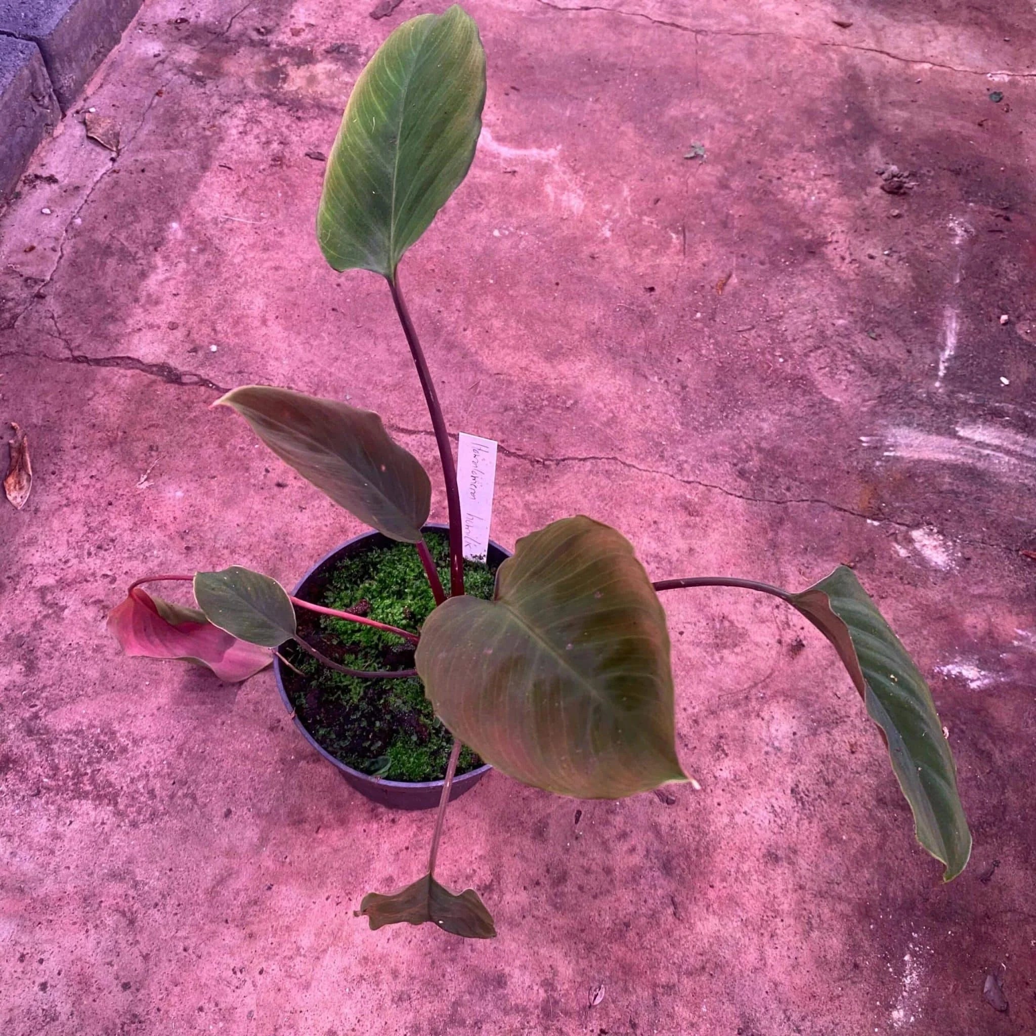 Homalomena humilis Red Leaf 大森食虫植物農園